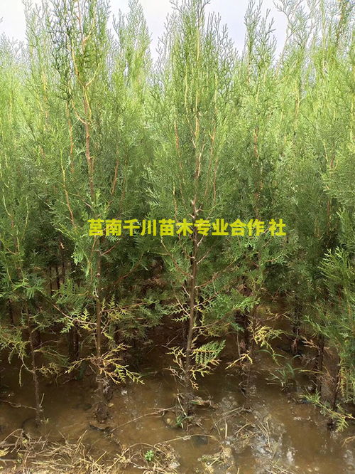 小苗图片 工程苗图片 365园林网