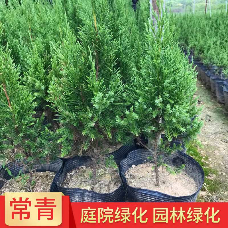 清明植绿，墓园长青——蜀桧与龙柏在陵园绿化与矿山复绿中的应用