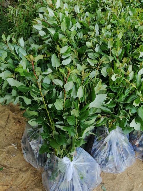 红花荷袋苗大量现货供应 助力造林绿化工程