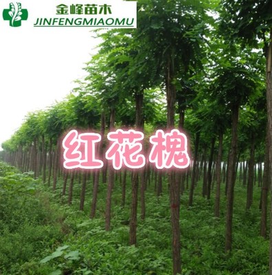 红花槐造林苗批发指南 河北优质红花槐供应商推荐