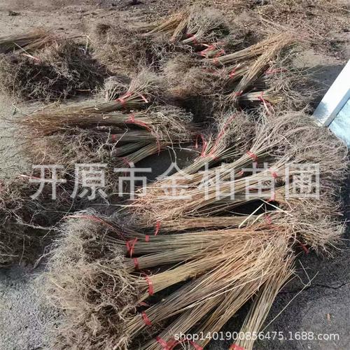 基地供应紫穗槐小苗 东北油条树苗 护坡造林紫穗槐杯苗