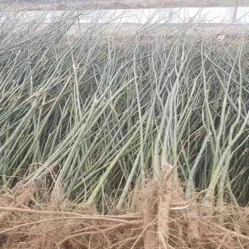 基地供应国槐苗 园林露地绿化国槐树苗 荒山造林槐树苗规格齐全